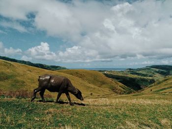 Elephant on landscape against sky