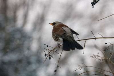 Low angle view of bird perching on branch