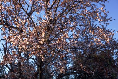 Low angle view of cherry tree against sky