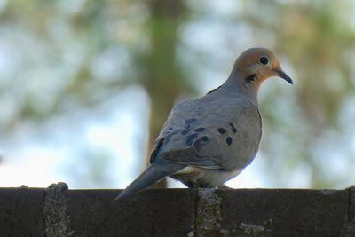 Close-up of bird perching on retaining wall