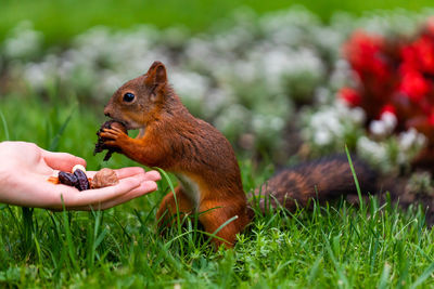 Cute squirrel eats nuts in the park