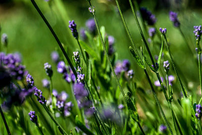 Close-up of wet purple flowers