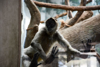 Monkey behind glass at zoo