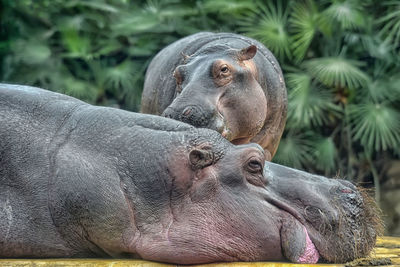 Close-up of elephant in zoo