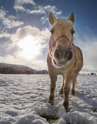 Nice white horse in snow. isabella breed horse in mountain farm check stalks in fresh snow.