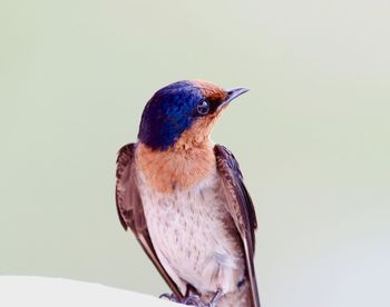 Close-up of swallow