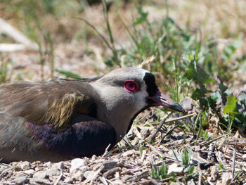 Close-up of a bird