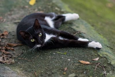 Portrait of cat lying on grass