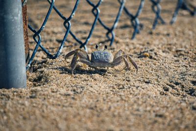 Blue sand crab next to a chain fence 