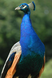 Close-up of peacock perching outdoors