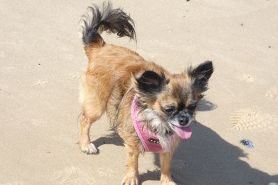 Dog on sand at beach