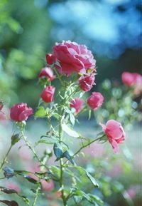 Close-up of pink flowers blooming outdoors
