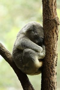 Koala sleeping on branch