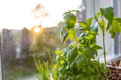 Close-up of plant against window