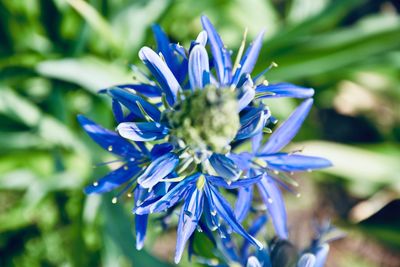 Close-up of purple flowering plant
