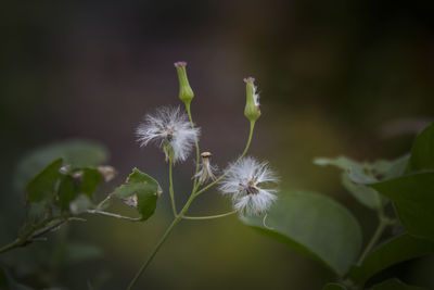 Close-up of dandelion on plant