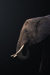 Close-up of elephant