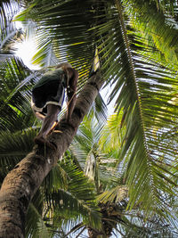 Low angle view of coconut palm tree