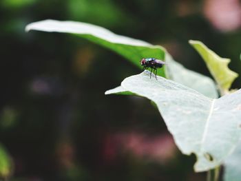 Close-up of insect on leaf