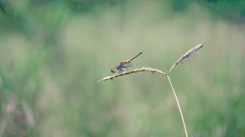 Close-up of damselfly on plant