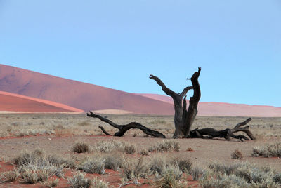 Bare tree on desert against clear blue sky