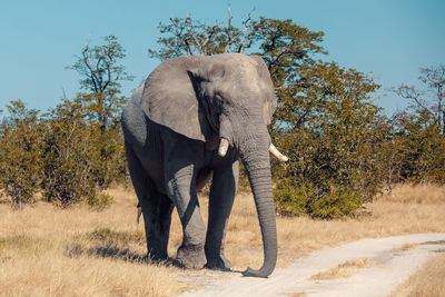 Elephant in a field