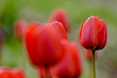 Close-up of red tulips