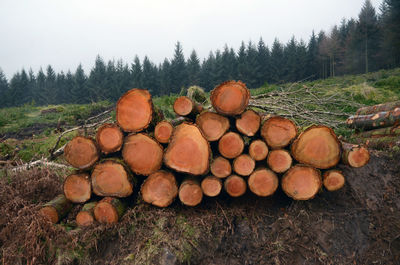 Stack of logs in forest