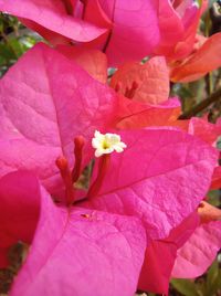 Close-up of pink flowering plant