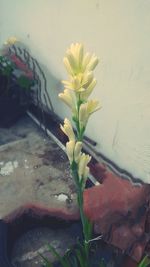 Close-up of flowering plant against wall