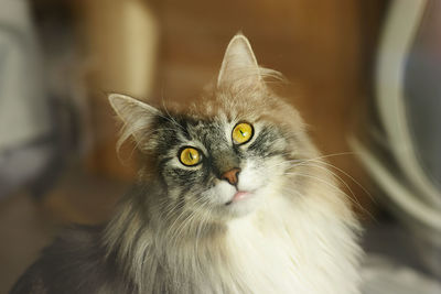 Close-up portrait of a cat
