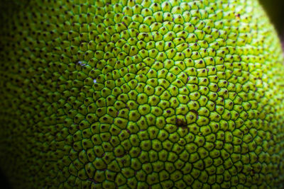 Full frame shot of green beans