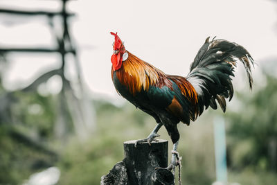 Close-up of rooster