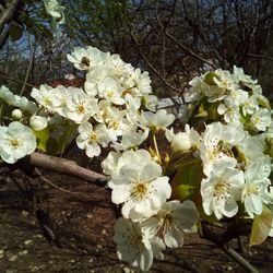 Close-up of white flowers on tree