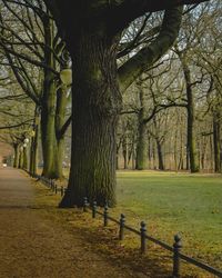 Trees in park