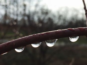 Close-up of water drops on leaf