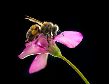 Close-up of insect on purple flower against black background