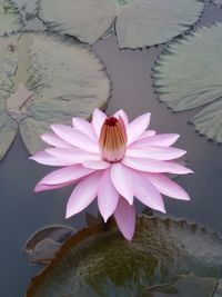 Close-up of pink flower blooming outdoors