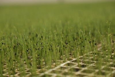 Close-up of wheat field