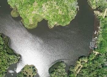 High angle view of moss growing on rocks