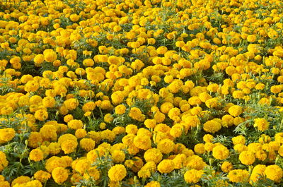 Full frame shot of yellow flowering plants on field