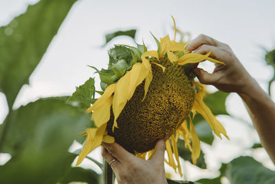 Woman removing sunflower seeds in garden