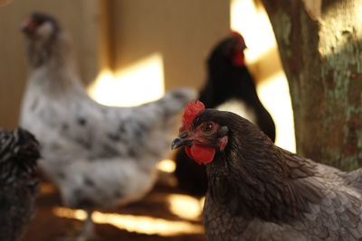 Close-up of two birds