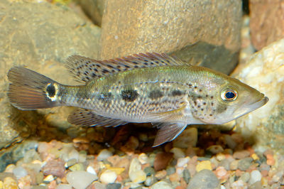 Fish swimming in sea