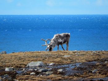 Svalbard reindeer grazing against calm sea