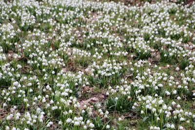 Close-up of white flowering plants on field