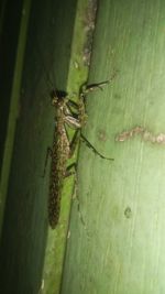 Close-up of insect on leaf