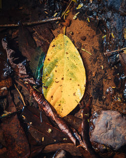 High angle view of dry leaves floating on water