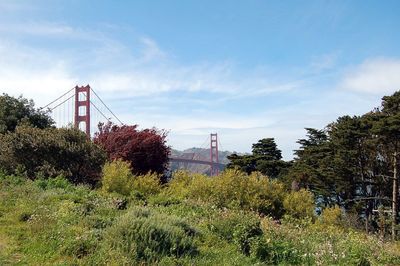 Plants and trees against sky in city