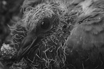 Close-up of a bird